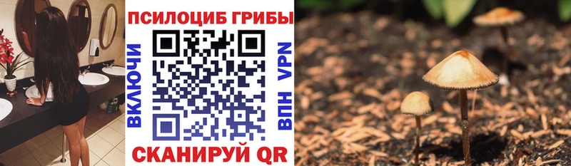 Купить где  Озёрск  Галлюциногенные грибы мицелий 